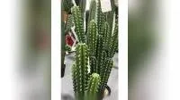 Künstliche Kaktuspflanzen im klassischen Design, Simulation von Bonsai für die Innendekoration
